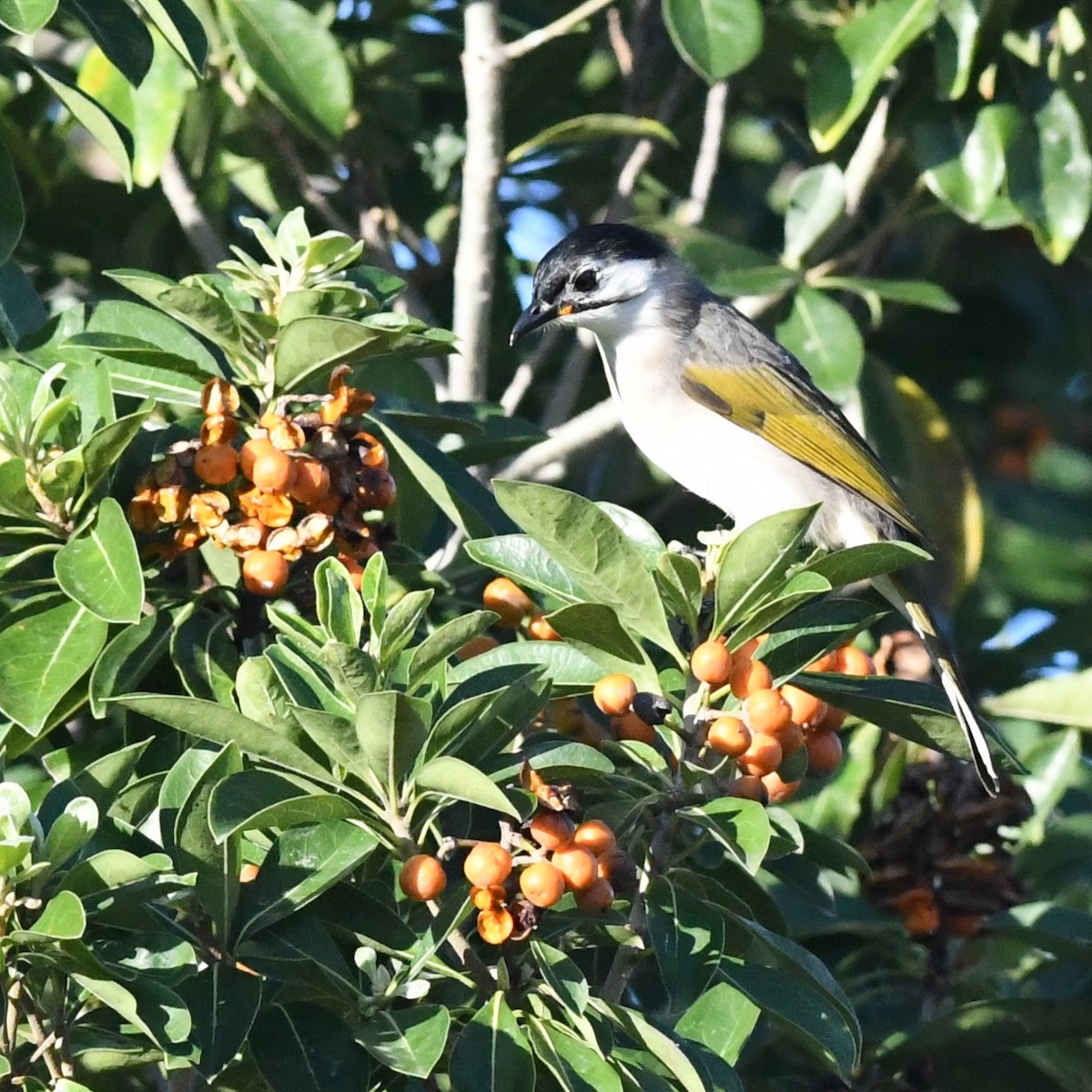 烏頭翁 - ML646226972