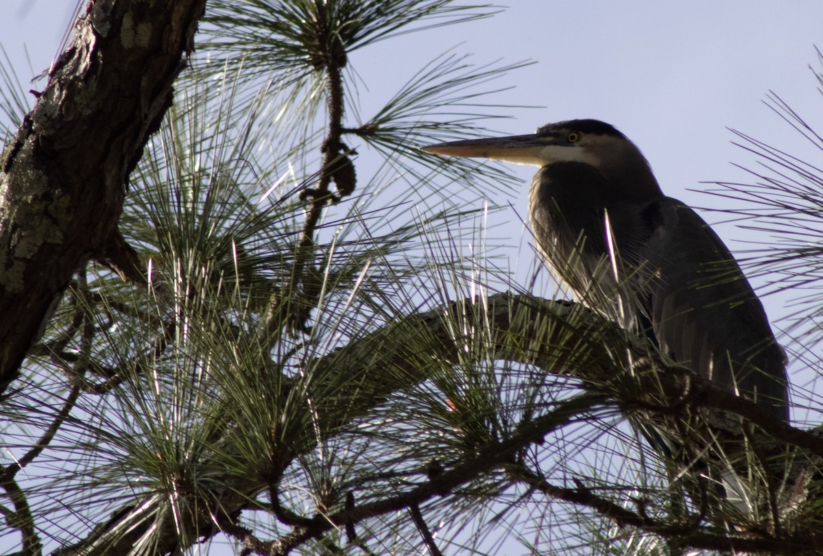Great Blue Heron - ML646226973