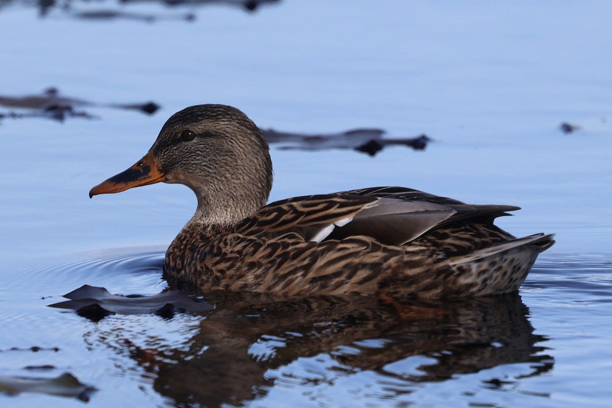 綠頭鴨 - ML646226976