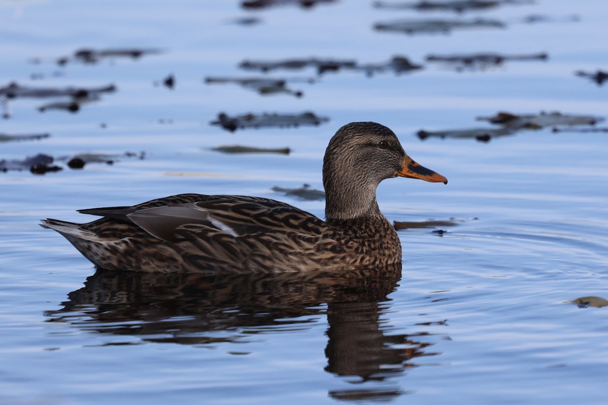 綠頭鴨 - ML646226977