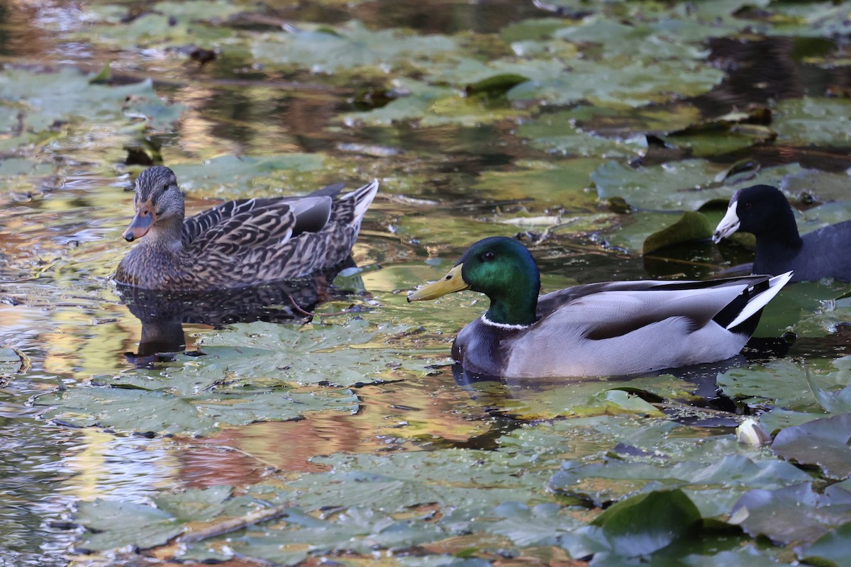 綠頭鴨 - ML646226978