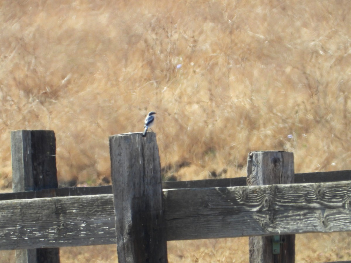 Loggerhead Shrike - ML646226979