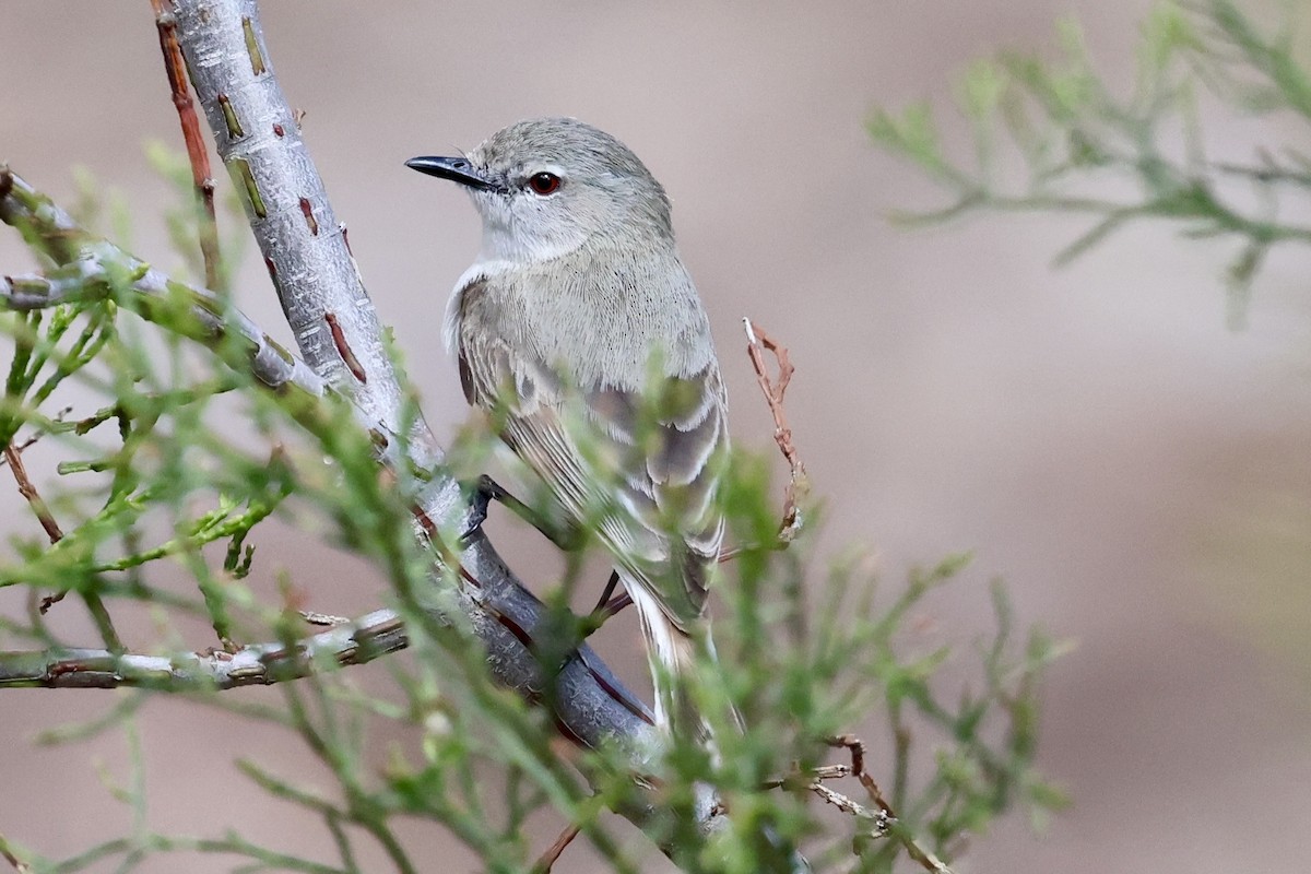 Western Gerygone - ML646226980