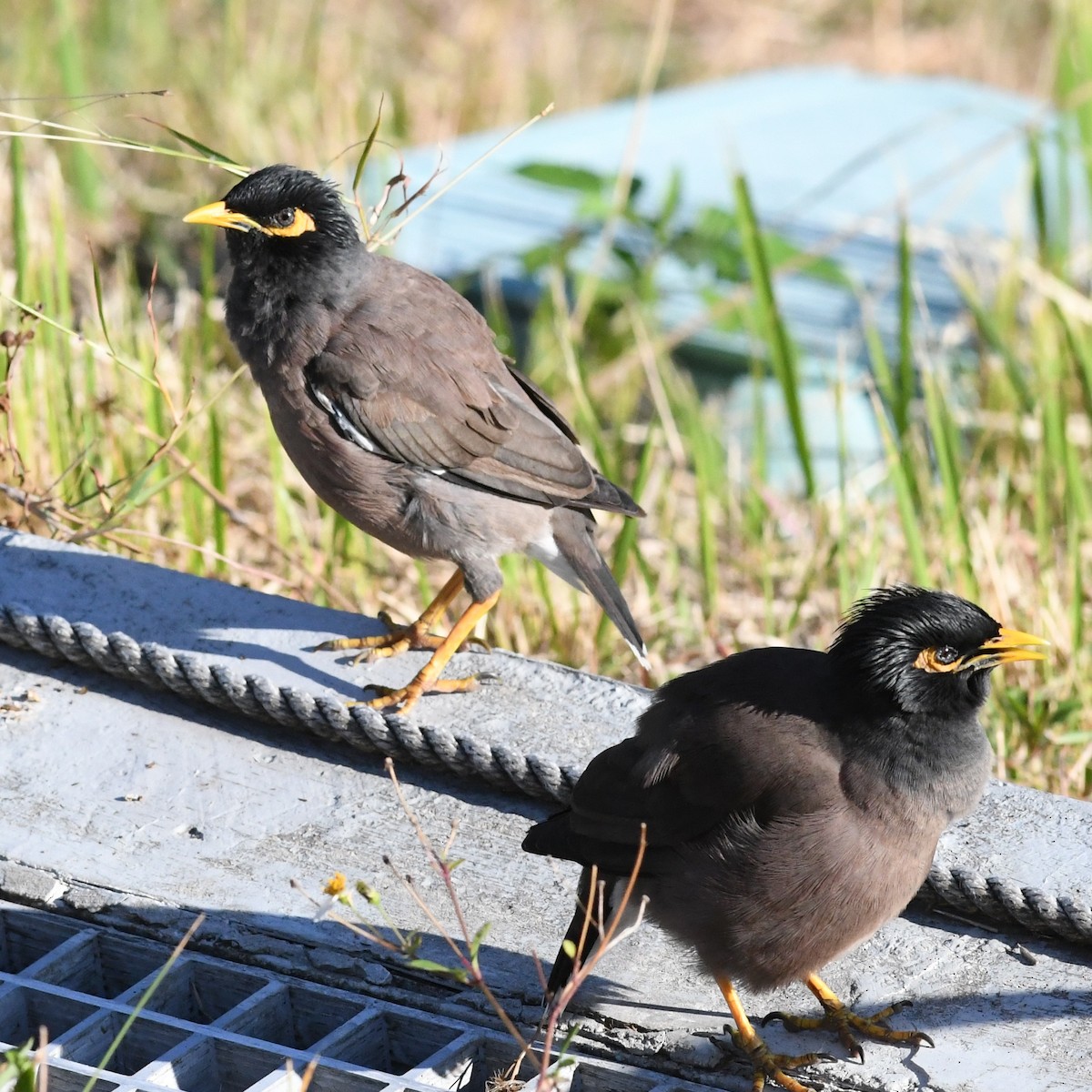 家八哥 - ML646226982