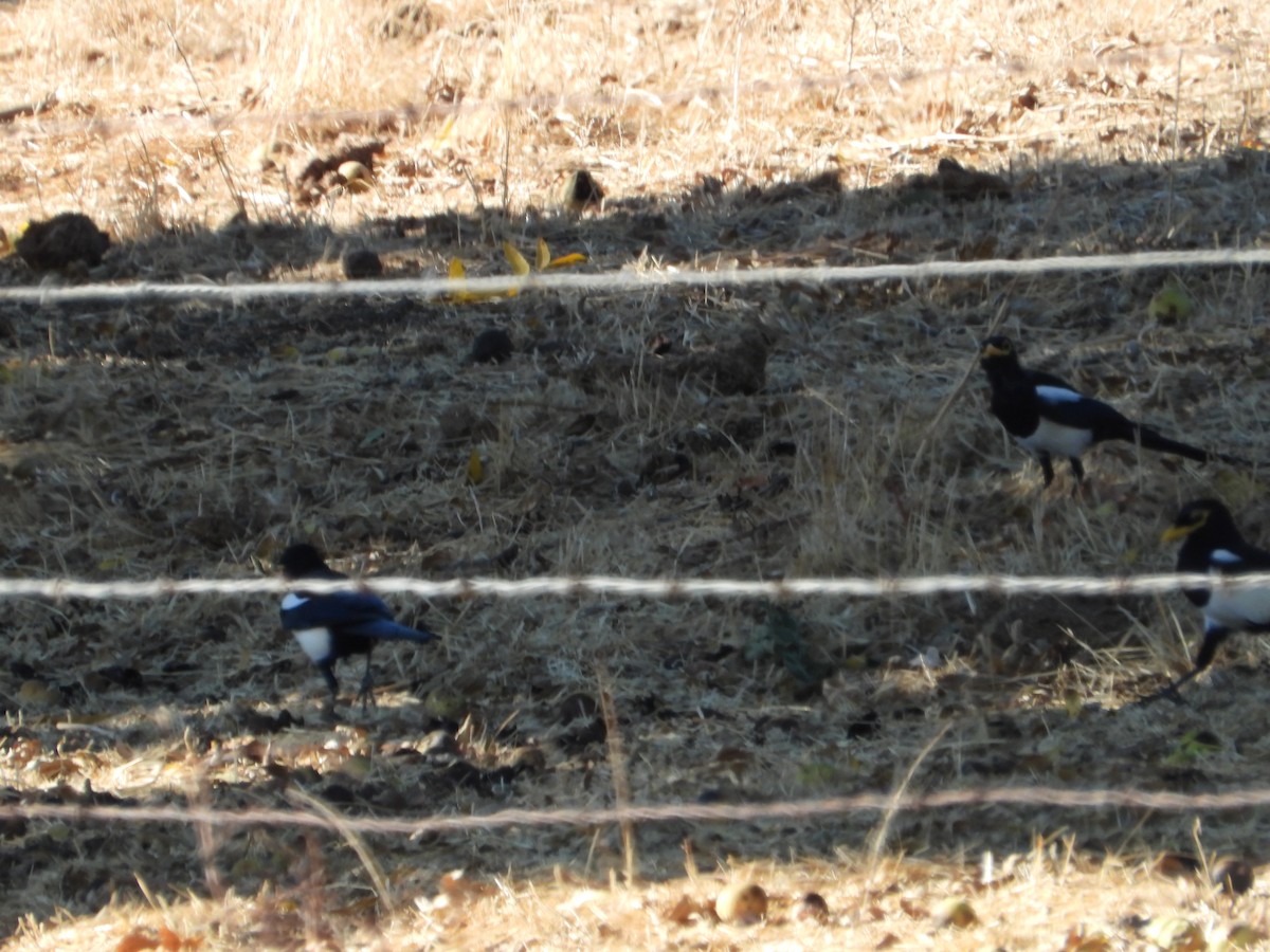Yellow-billed Magpie - ML646226984