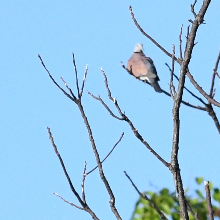 紅鳩 - ML646226985