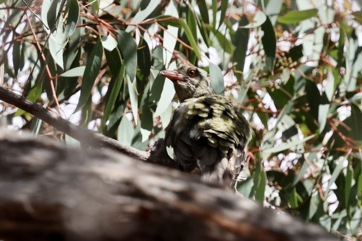 Olive-backed Oriole - ML646226986
