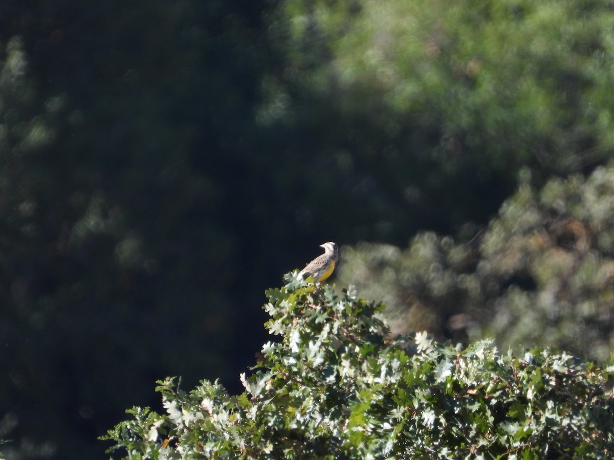 Western Meadowlark - ML646226987
