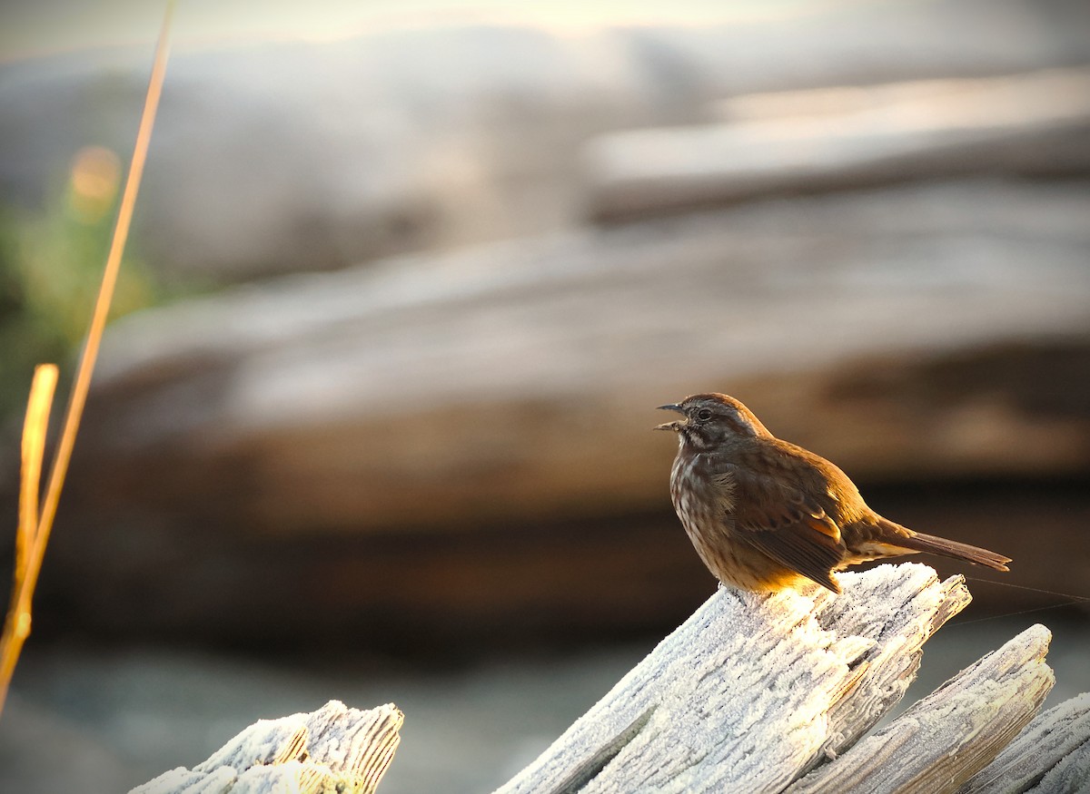 Song Sparrow - ML646226988