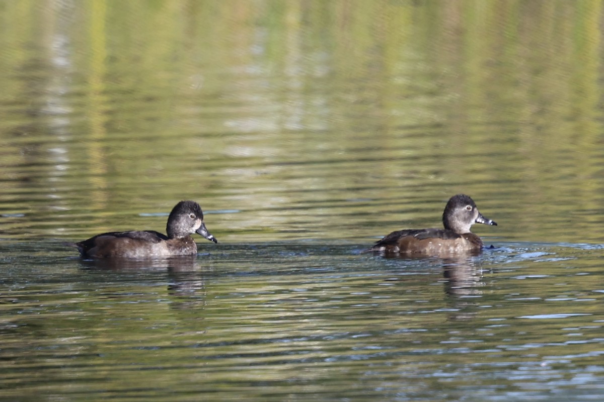 環頸潛鴨 - ML646226989