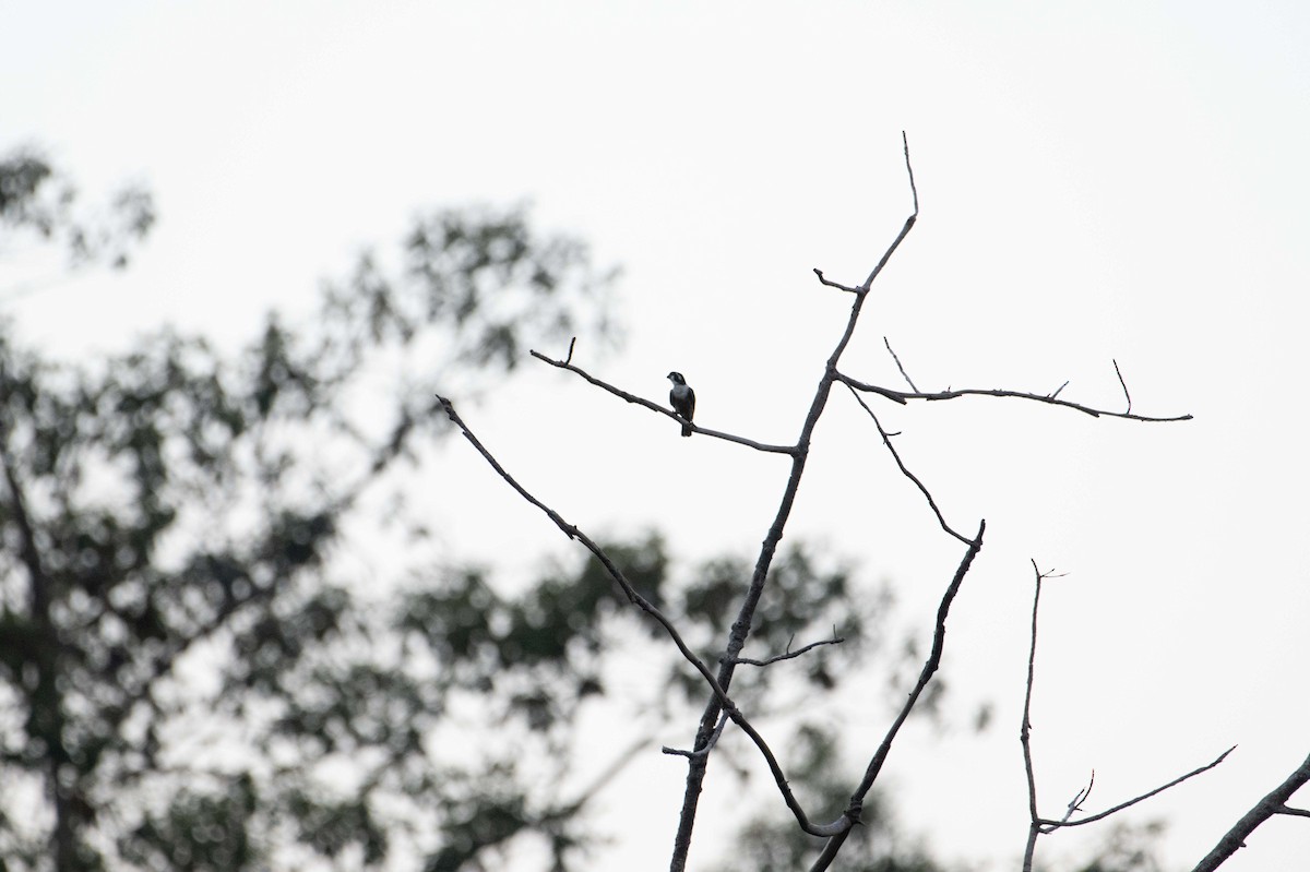 Black-thighed Falconet - ML646226991