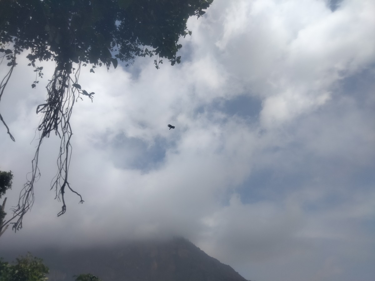 林鵰 - ML646226998