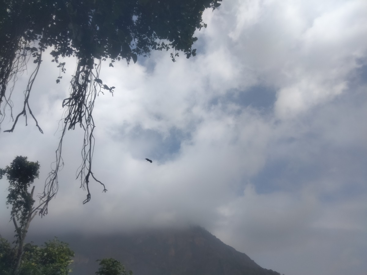 林鵰 - ML646226999