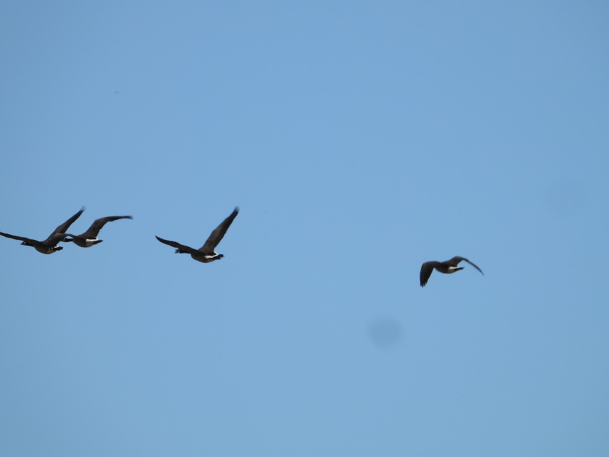 Canada Goose - ML646227000