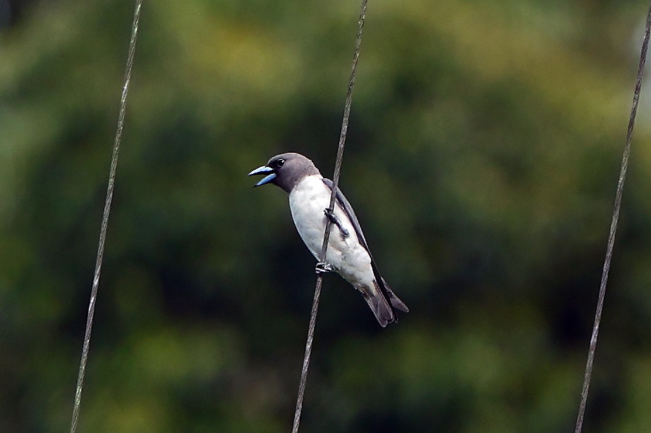 Ivory-backed Woodswallow - ML646227005
