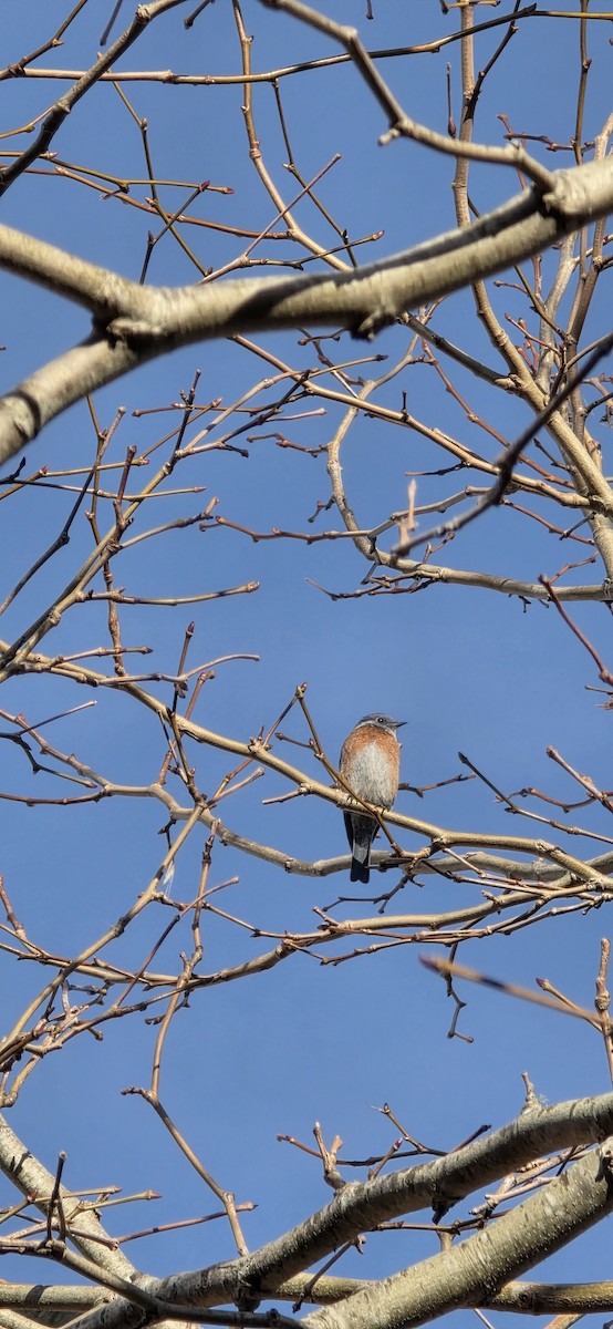 Western Bluebird - ML646227006