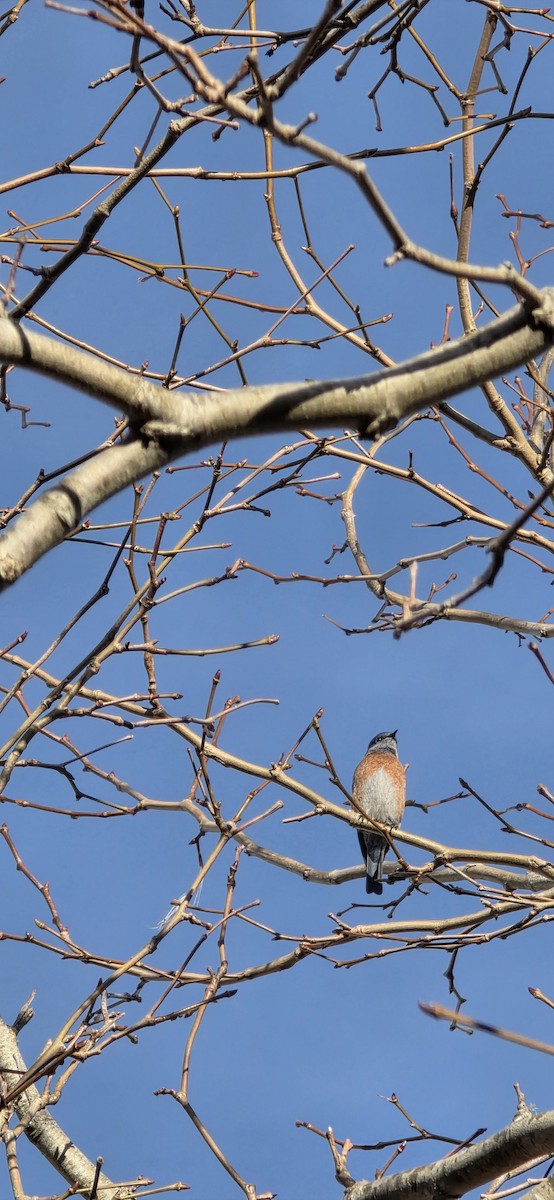 Western Bluebird - ML646227007