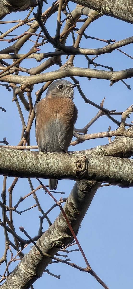 Western Bluebird - ML646227008