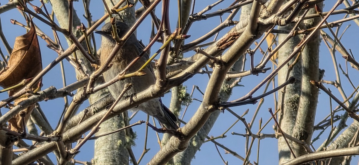 Western Bluebird - ML646227009