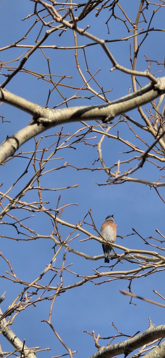Western Bluebird - ML646227010