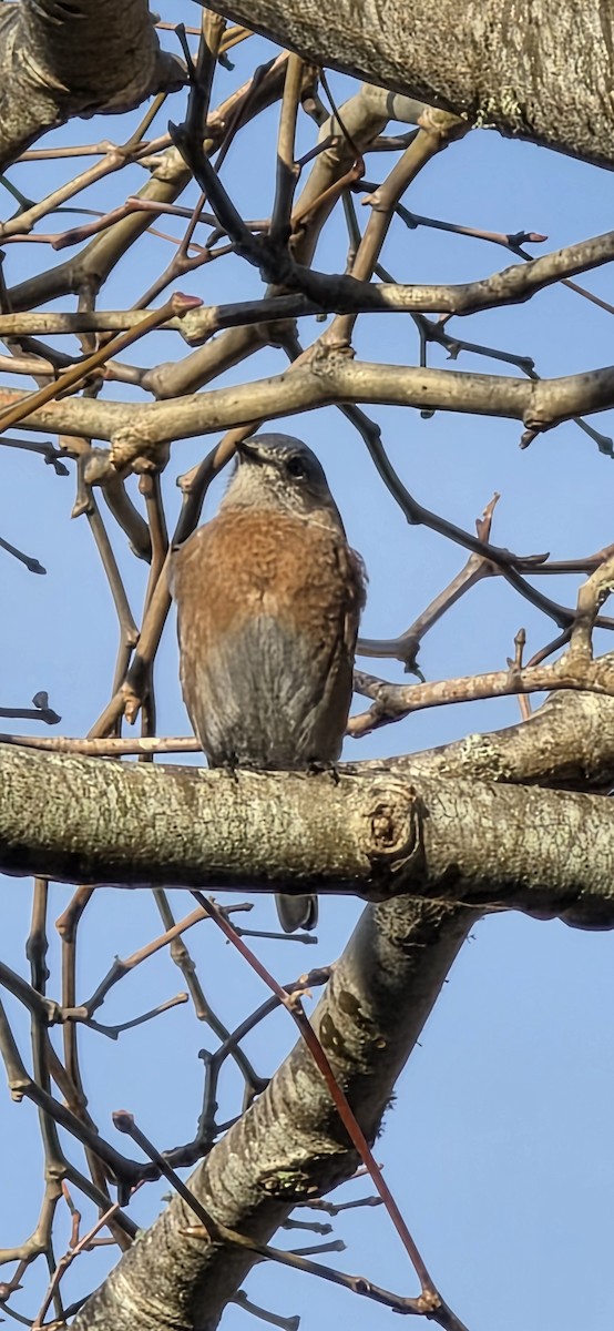 Western Bluebird - ML646227014