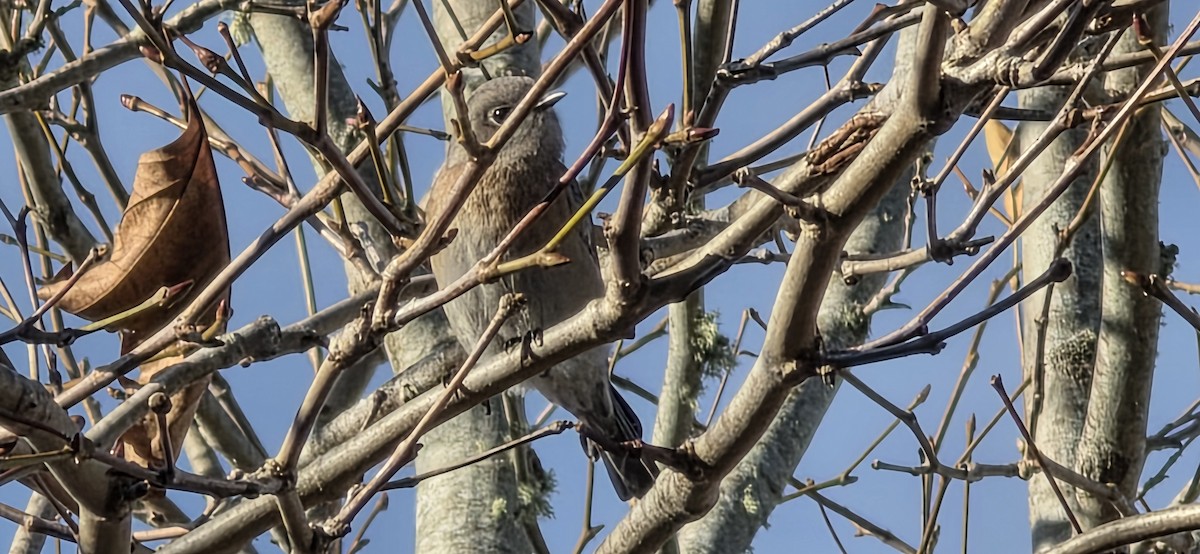 Western Bluebird - ML646227015