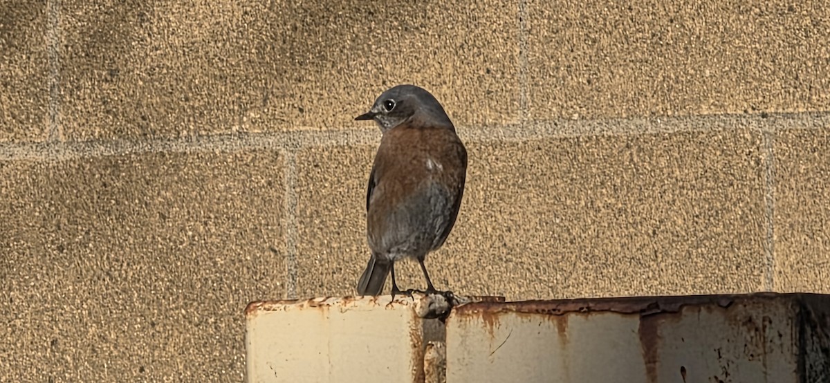 Western Bluebird - ML646227016