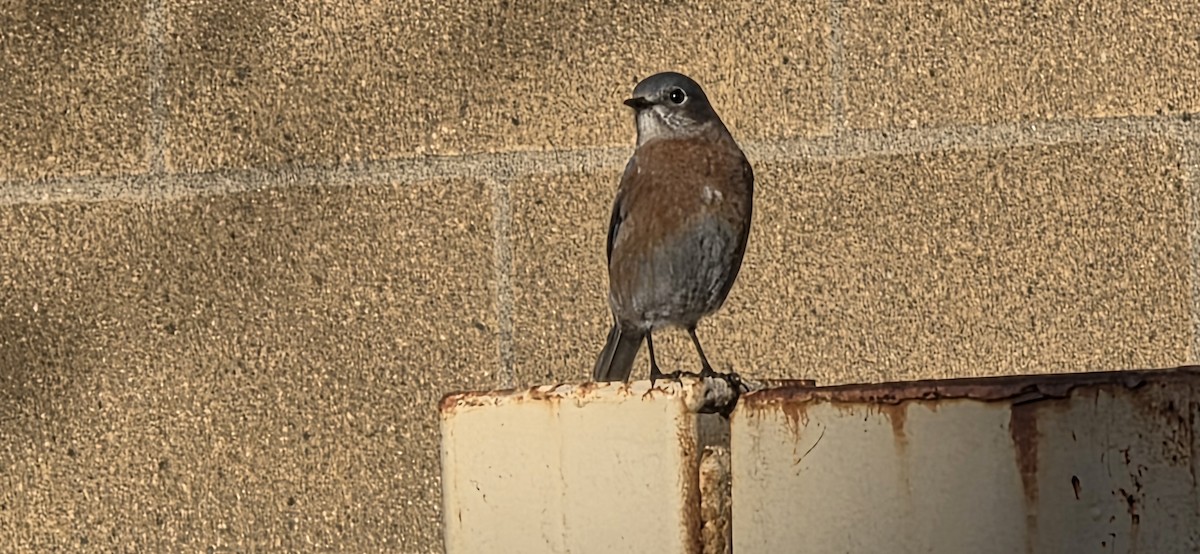 Western Bluebird - ML646227018