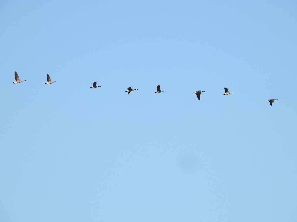 Canada Goose - ML646227022