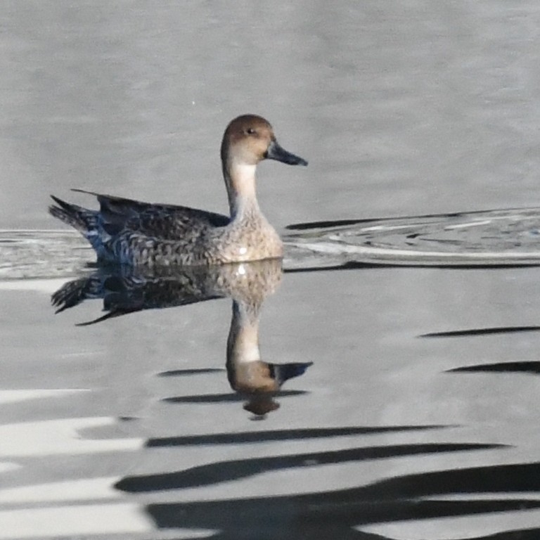 Northern Pintail - ML646227026