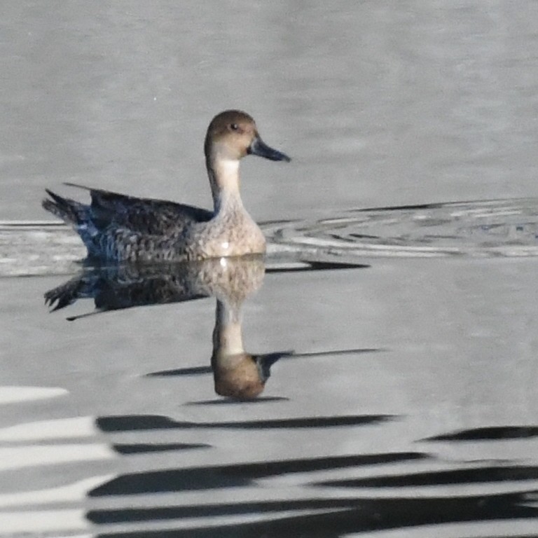 Northern Pintail - ML646227027