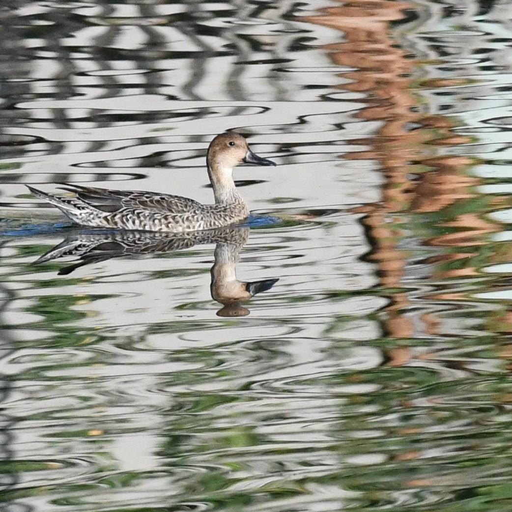 Northern Pintail - ML646227028