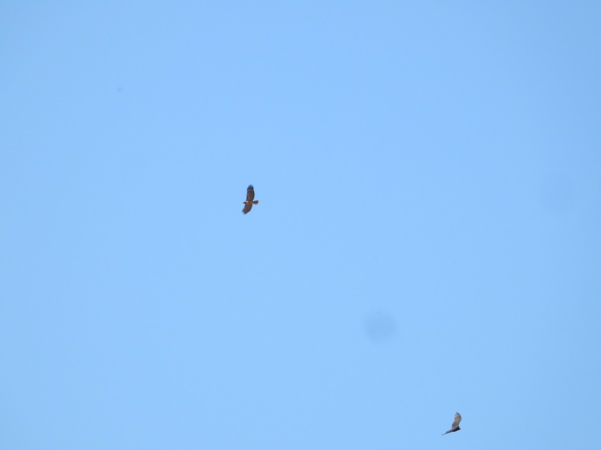 Turkey Vulture - ML646227032