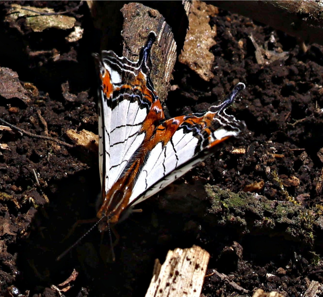 Straight-line Map-wing - ML646227048