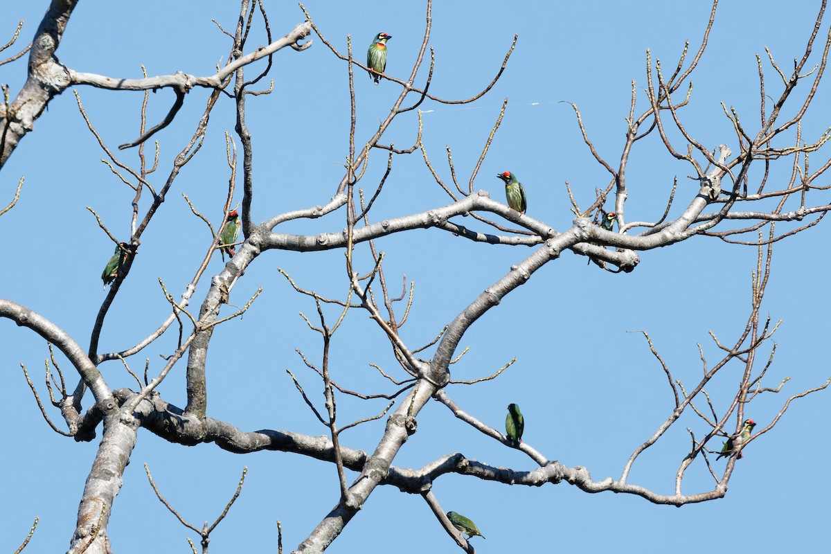 barbet zvučnohlasý - ML646227049