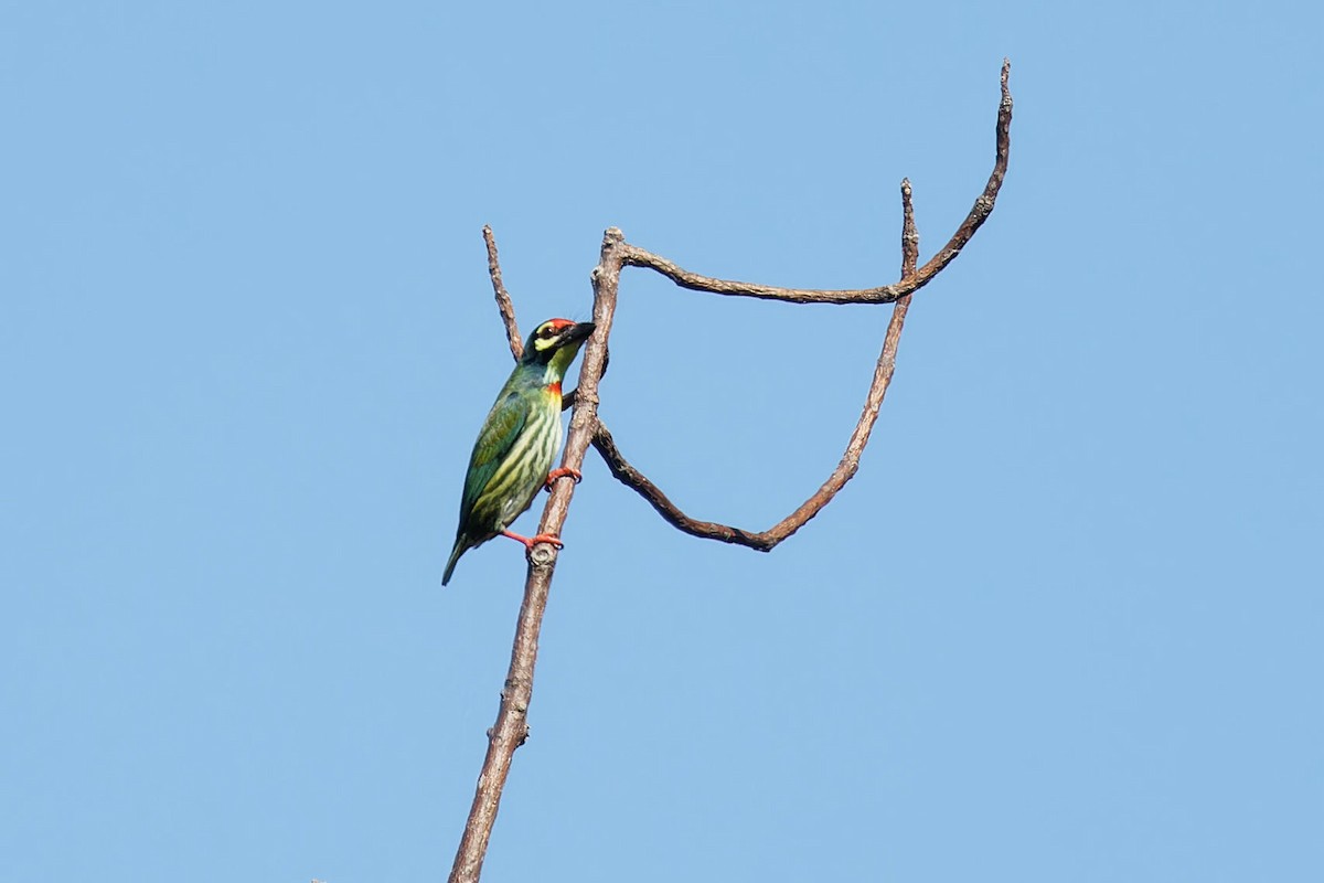 barbet zvučnohlasý - ML646227050