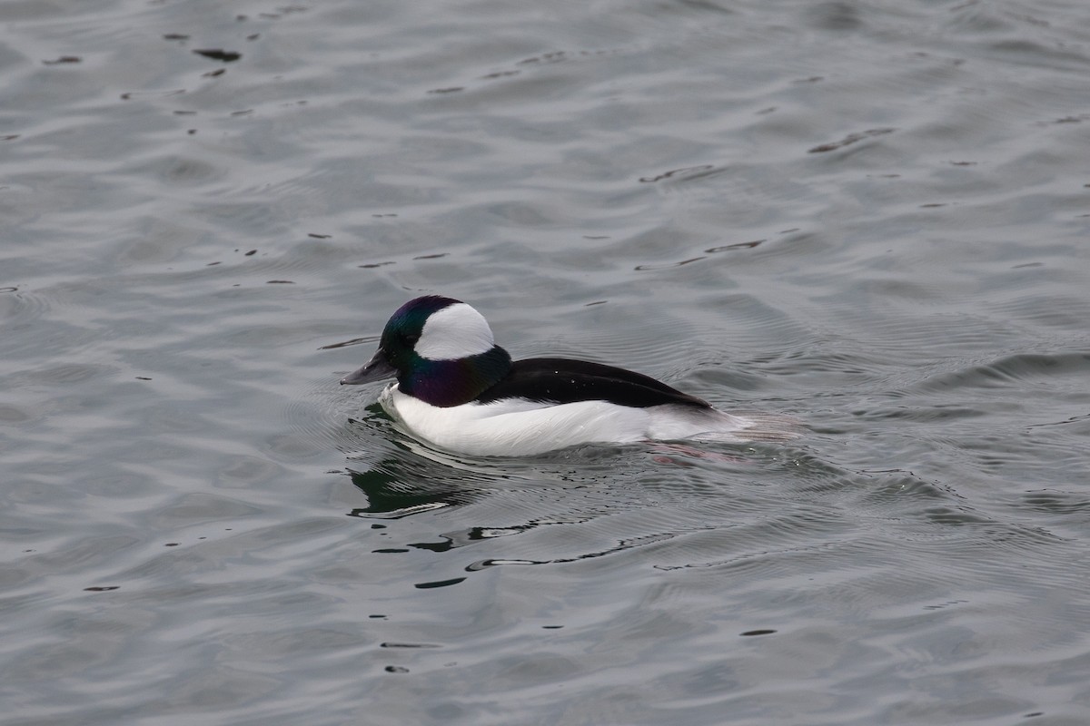 Гоголь-головастик - ML646227052