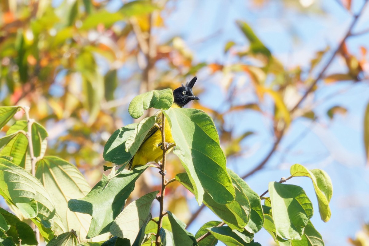 Black-crested Bulbul - ML646227054
