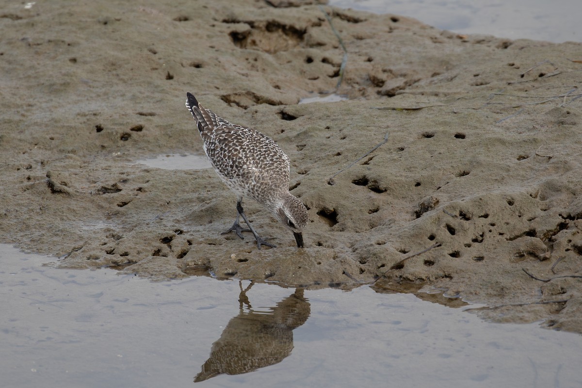 Black-bellied Plover - ML646227055