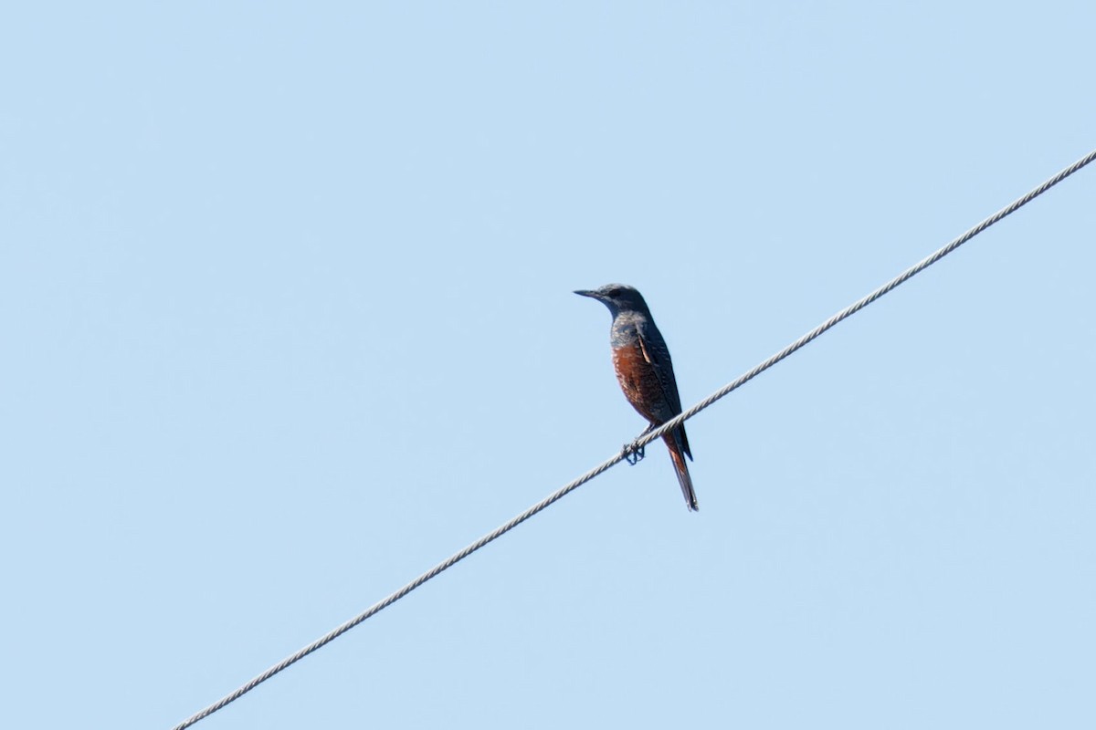 skalník modrý (ssp. philippensis) - ML646227058