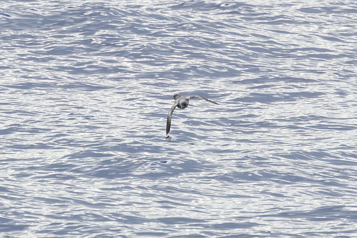 alkoun aleutský - ML646227059