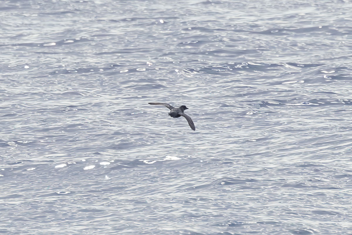 alkoun aleutský - ML646227060