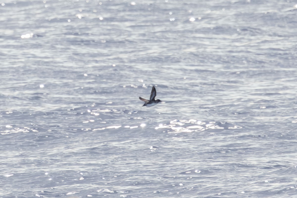 alkoun aleutský - ML646227065