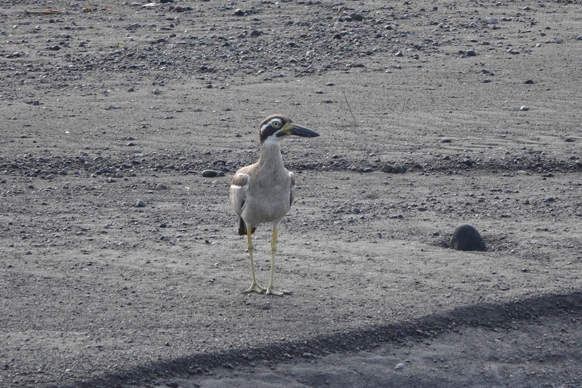 Beach Thick-knee - ML646227067