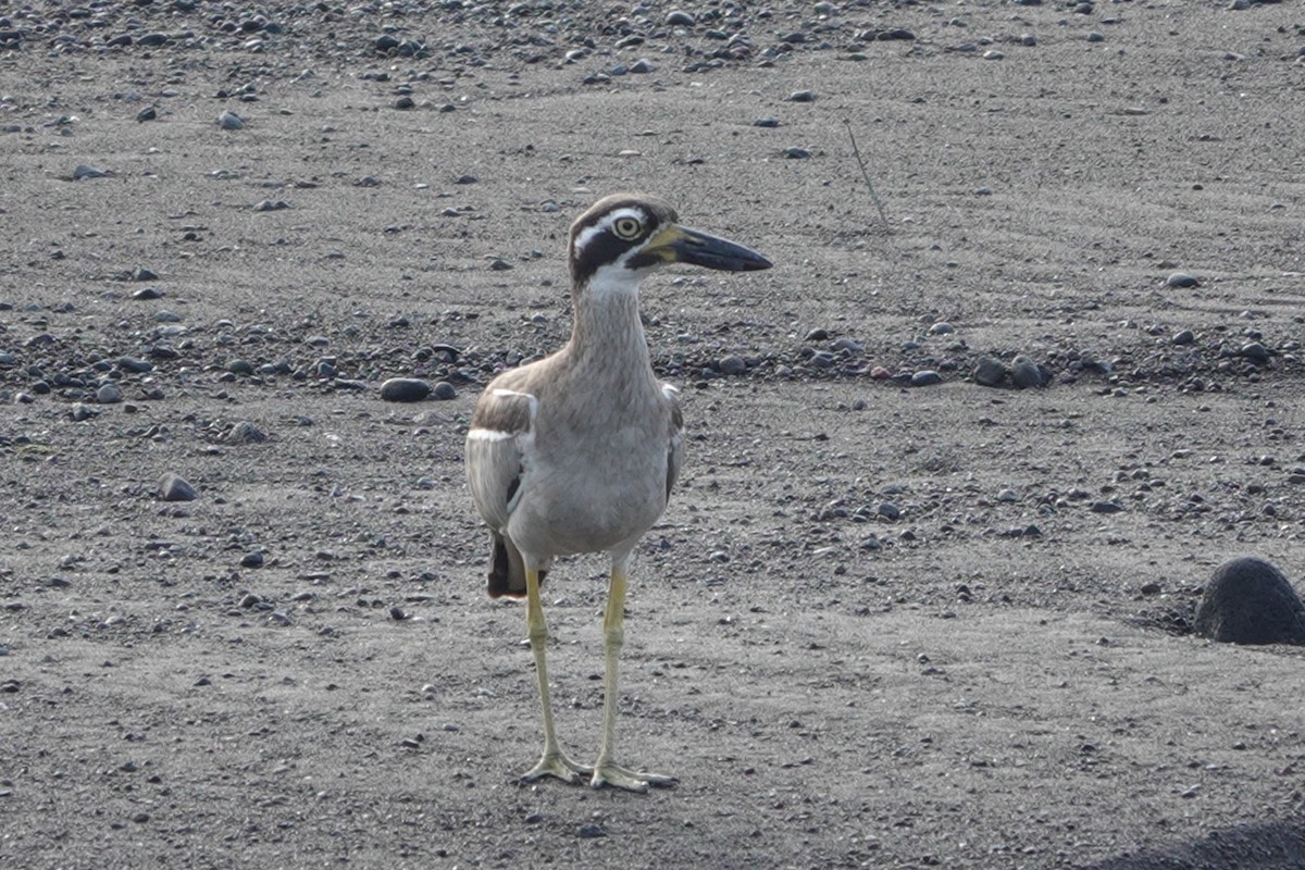 Beach Thick-knee - ML646227068