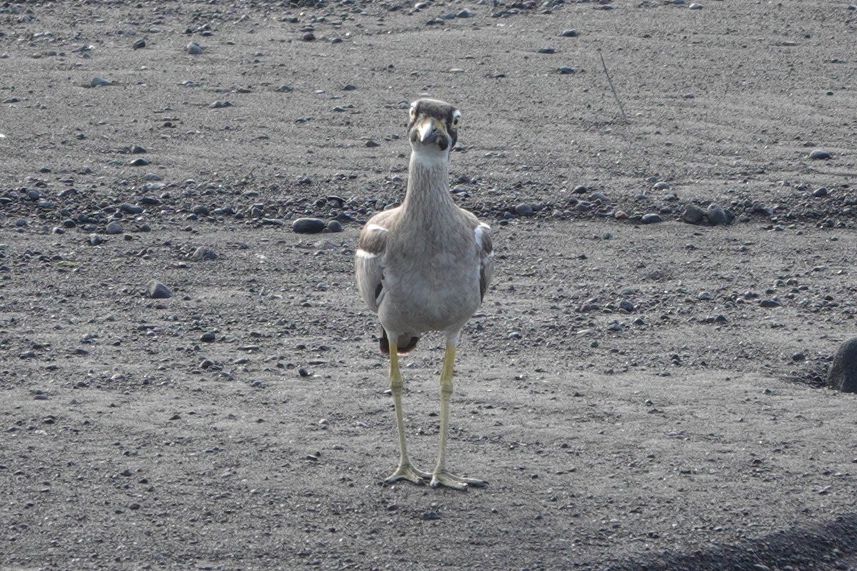 Beach Thick-knee - ML646227069