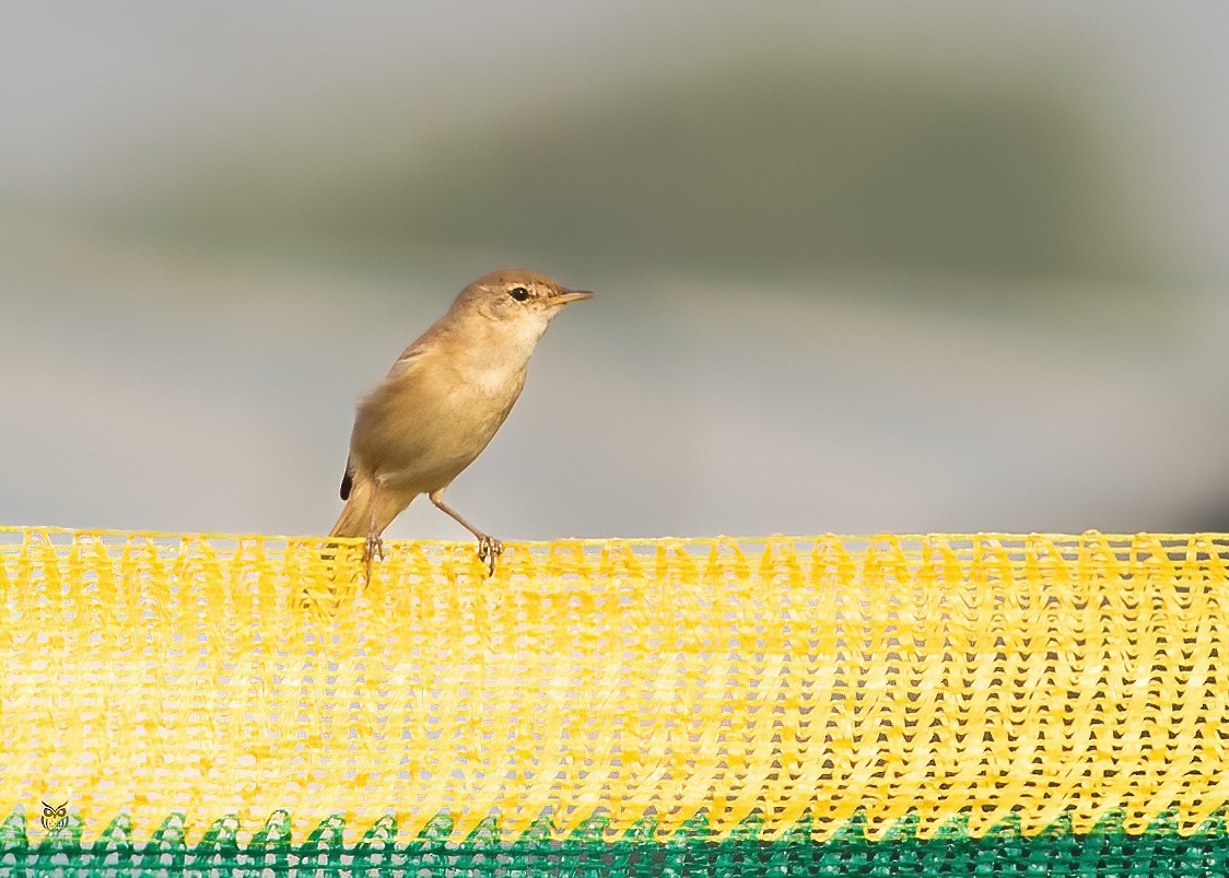 Paddyfield Warbler - ML646227081