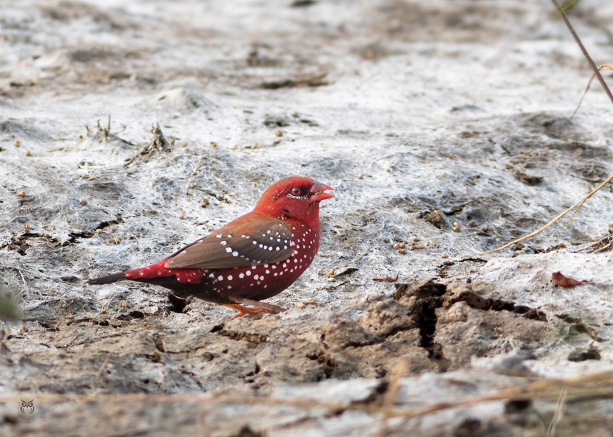 Red Avadavat - ML646227092