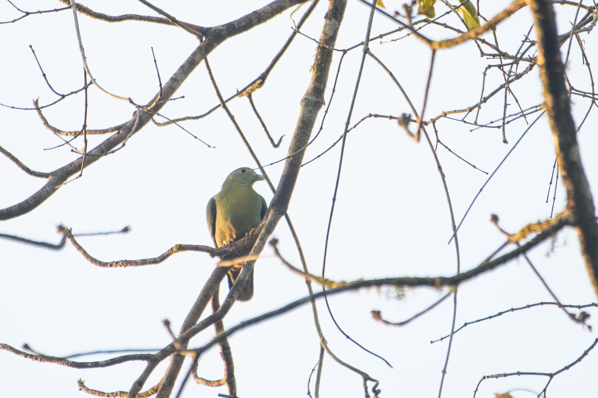 Large Green-Pigeon - ML646227095