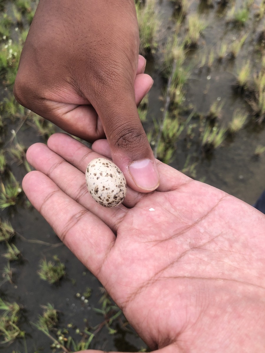 Savanna Nightjar - ML646227096